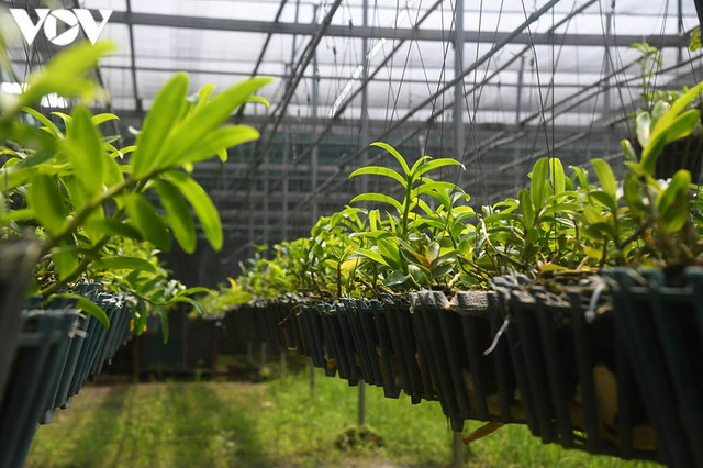 "Phất" lên nhanh chóng nhờ trồng loài hoa vương giả "Phất" lên nhanh chóng nhờ trồng loài hoa vương giả ảnh 1