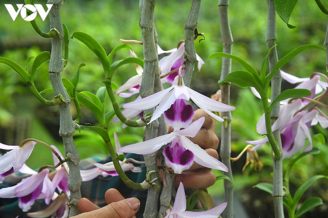 "Phất" lên nhanh chóng nhờ trồng loài hoa vương giả - Hình 3 "Phất" lên nhanh chóng nhờ trồng loài hoa vương giả ảnh 3
