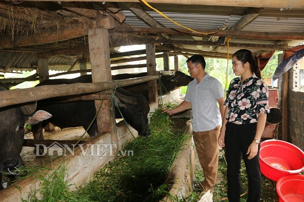 Nuôi nhốt những con trâu to bự, cứ bán 1 con thu 40-50 triệu - Hình 3 Nuoi nhot nhung con trau to bu, cu ban 1 con thu 40-50 trieu-Hinh-3