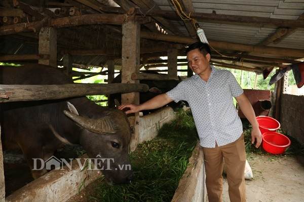 Nuôi nhốt những con trâu to bự, cứ bán 1 con thu 40-50 triệu - Hình 5 Nuoi nhot nhung con trau to bu, cu ban 1 con thu 40-50 trieu-Hinh-5