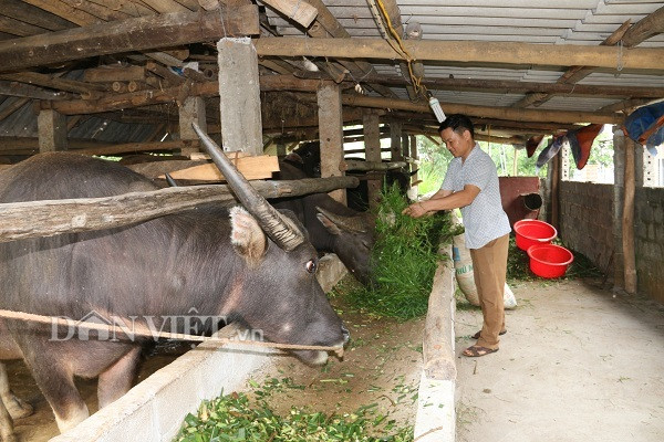 Nuôi nhốt những con trâu to bự, cứ bán 1 con thu 40-50 triệu Nuoi nhot nhung con trau to bu, cu ban 1 con thu 40-50 trieu