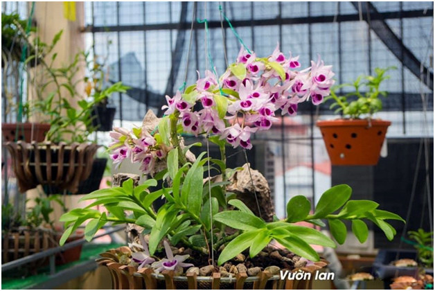 Bỏ 400 triệu chơi lan, đôi bạn thân Hà Nội có gia tài chục tỷ - Hình 6 Bo 400 trieu choi lan, doi ban than Ha Noi co gia tai chuc ty-Hinh-6