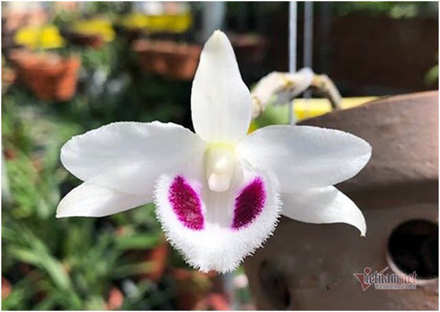 Bỏ 400 triệu chơi lan, đôi bạn thân Hà Nội có gia tài chục tỷ - Hình 8 Bo 400 trieu choi lan, doi ban than Ha Noi co gia tai chuc ty-Hinh-8