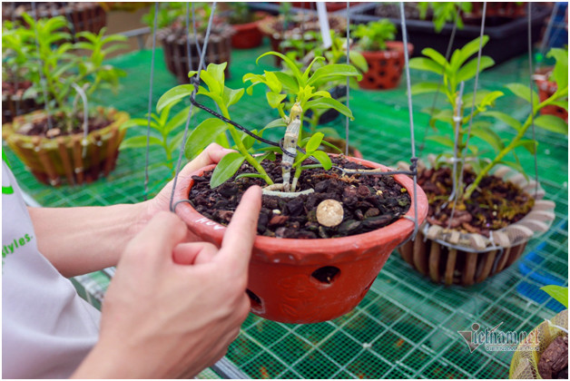 Bỏ 400 triệu chơi lan, đôi bạn thân Hà Nội có gia tài chục tỷ - Hình 7 Bo 400 trieu choi lan, doi ban than Ha Noi co gia tai chuc ty-Hinh-7