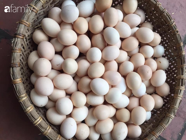 5 mẹo giúp chọn trứng gà ta, không nhầm với trứng gà công nghiệp - Hình 2 5 meo giup chon trung ga ta, khong nham voi trung ga cong nghiep-Hinh-2