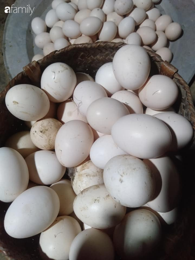 5 mẹo giúp chọn trứng gà ta, không nhầm với trứng gà công nghiệp 5 meo giup chon trung ga ta, khong nham voi trung ga cong nghiep