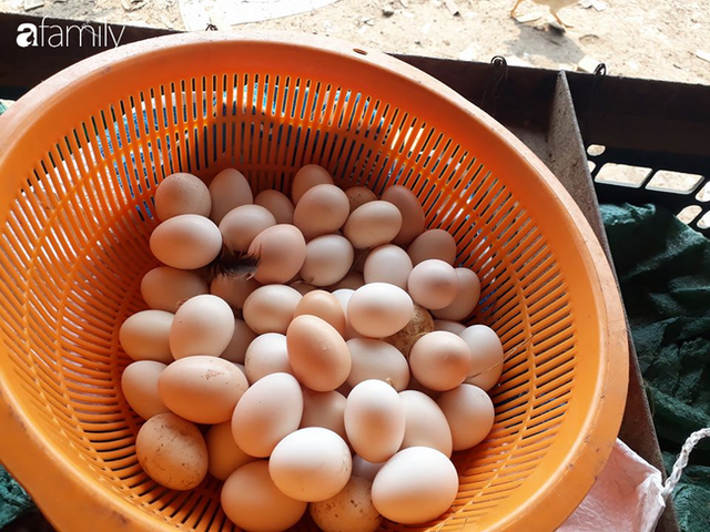 5 mẹo giúp chọn trứng gà ta, không nhầm với trứng gà công nghiệp - Hình 3 5 meo giup chon trung ga ta, khong nham voi trung ga cong nghiep-Hinh-3