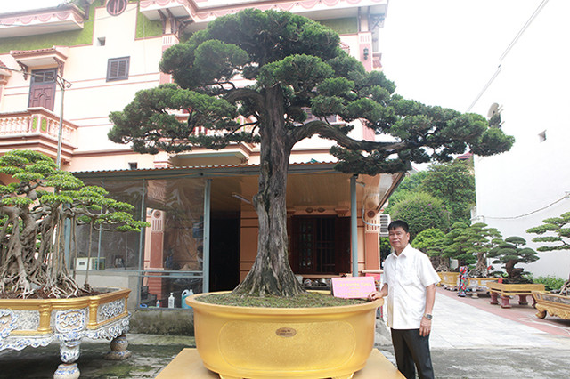 Đại gia vác 2 bao tải tiền tươi mua cây cảnh Dai gia vac 2 bao tai tien tuoi mua cay canh