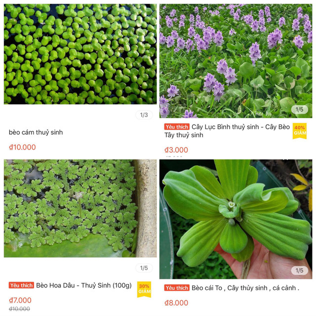 Loại cây ở quê lợn cũng không ăn, lên mạng bán 50 ngàn/cây - Hình 4 Loai cay o que lon cung khong an, len mang ban 50 ngan/cay-Hinh-4