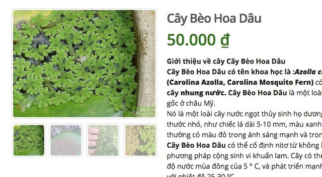 Loại cây ở quê lợn cũng không ăn, lên mạng bán 50 ngàn/cây - Hình 3 Loai cay o que lon cung khong an, len mang ban 50 ngan/cay-Hinh-3