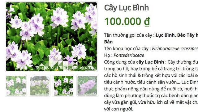 Loại cây ở quê lợn cũng không ăn, lên mạng bán 50 ngàn/cây Loai cay o que lon cung khong an, len mang ban 50 ngan/cay