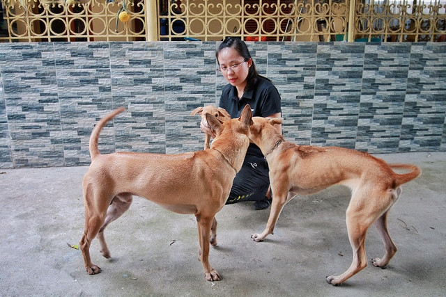 Đại gia khắp nơi "săn đón" chú chó đắt giá nhất Việt Nam - Hình 6 Dai gia khap noi