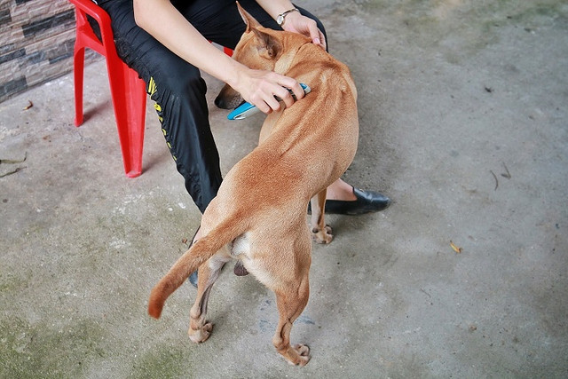 Đại gia khắp nơi "săn đón" chú chó đắt giá nhất Việt Nam - Hình 9 Dai gia khap noi