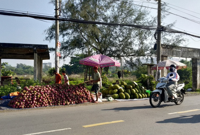 Thanh long giá rẻ, đổ đống bán đầy đường - Hình 2 Thanh long gia re, do dong ban day duong-Hinh-2