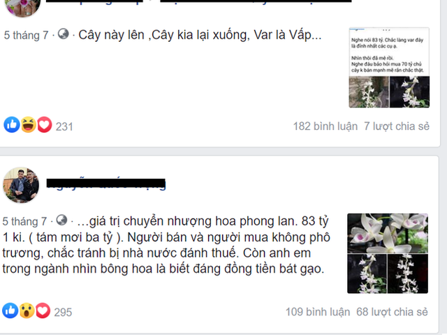 Chậu lan Juliet 83 tỷ, khiến cộng đồng cây cảnh 'chia phe' - Hình 4 Chau lan Juliet 83 ty, khien cong dong cay canh 'chia phe'-Hinh-4