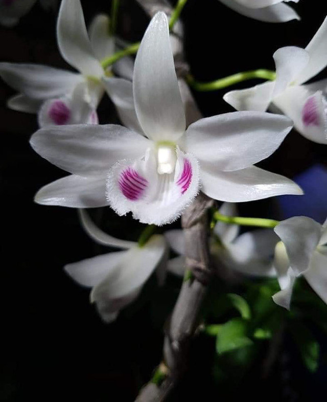 Chậu lan Juliet 83 tỷ, khiến cộng đồng cây cảnh 'chia phe' - Hình 2 Chau lan Juliet 83 ty, khien cong dong cay canh 'chia phe'-Hinh-2