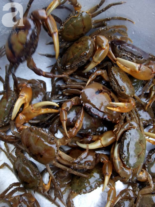 Bà nội trợ dắt túi 5 mẹo để chọn đúng cua đồng 'chuẩn xịn' - Hình 4 Ba noi tro dat tui 5 meo de chon dung cua dong 'chuan xin'-Hinh-4