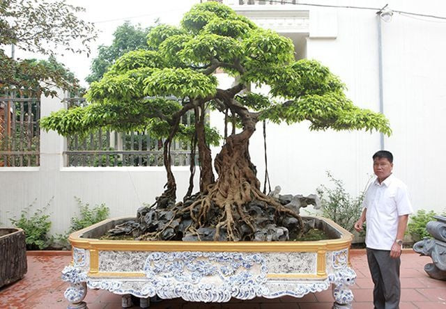 Dàn siêu cây triệu đô, đổi đất, đổi nhà cũng không thể sở hữu - Hình 3 Dan sieu cay trieu do, doi dat, doi nha cung khong the so huu-Hinh-3