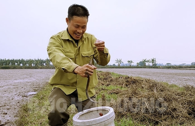 Lươn đồng khan hiếm, giá 300 ngàn/kg, 1 ngày đi câu có triệu bạc Luon dong khan hiem, gia 300 ngan/kg, 1 ngay di cau co trieu bac