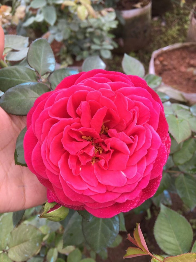 Vườn hoa hồng ngoại khủng 2 vạn cây của U60 ở làng hoa Xuân Quan - Hình 6 Vuon hoa hong ngoai khung 2 van cay cua U60 o lang hoa Xuan Quan-Hinh-6