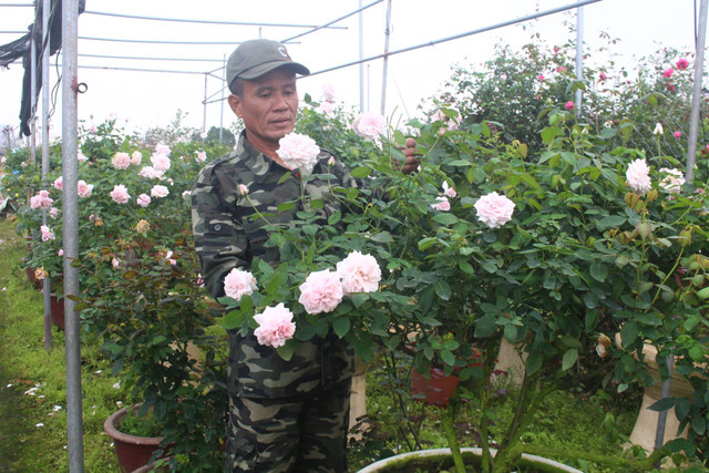 Vườn hoa hồng ngoại khủng 2 vạn cây của U60 ở làng hoa Xuân Quan Vuon hoa hong ngoai khung 2 van cay cua U60 o lang hoa Xuan Quan