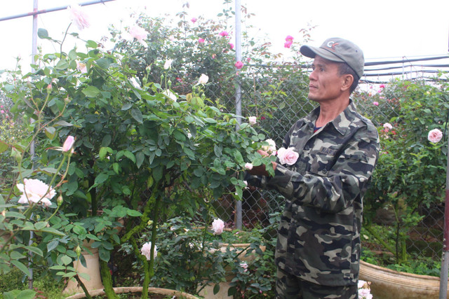 Vườn hoa hồng ngoại khủng 2 vạn cây của U60 ở làng hoa Xuân Quan - Hình 8 Vuon hoa hong ngoai khung 2 van cay cua U60 o lang hoa Xuan Quan-Hinh-8