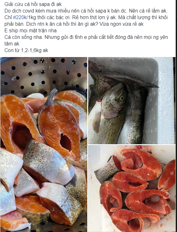 Cá hồi Sapa giá rẻ, ôm số lượng nhiều bán online kiếm cả triệu/ngày - Hình 3 Ca hoi Sapa gia re, om so luong nhieu ban online kiem ca trieu/ngay-Hinh-3