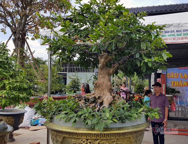 Mai vàng trăm tuổi gốc dát vàng, trả 2 tỷ đồng chưa bán Mai vang tram tuoi goc dat vang, tra 2 ty dong chua ban