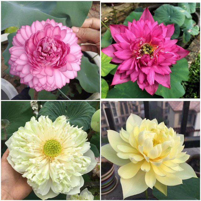 Săn lùng sen nghìn cánh giá cả triệu - Hình 6 San lung sen nghin canh gia ca trieu-Hinh-6