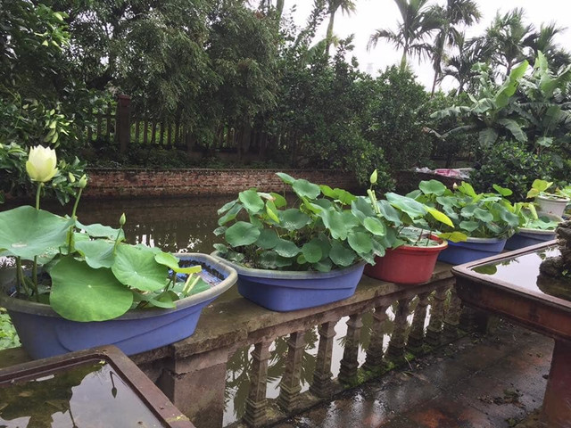 Săn lùng sen nghìn cánh giá cả triệu - Hình 4 San lung sen nghin canh gia ca trieu-Hinh-4