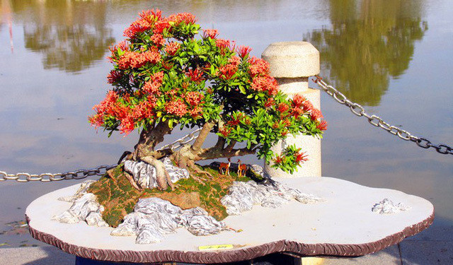 Nhiều loài hoa dại thành bon sai trăm triệu ở Đà Lạt - Hình 4 Nhieu loai hoa dai thanh bon sai tram trieu o Da Lat-Hinh-4