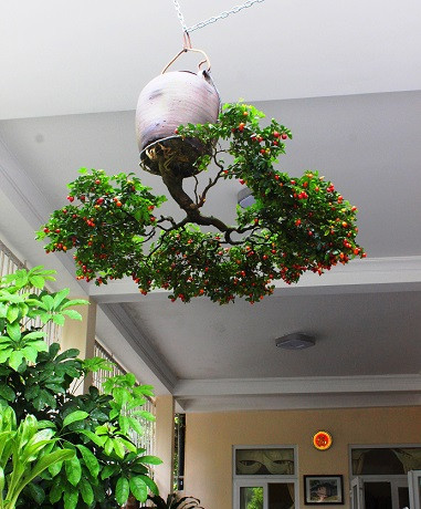 Ngắm dàn bonsai mọc ngược cực độc lạ của lão gàn xứ Quảng - Hình 12 Ngam dan bonsai moc nguoc cuc doc la cua lao gan xu Quang-Hinh-12