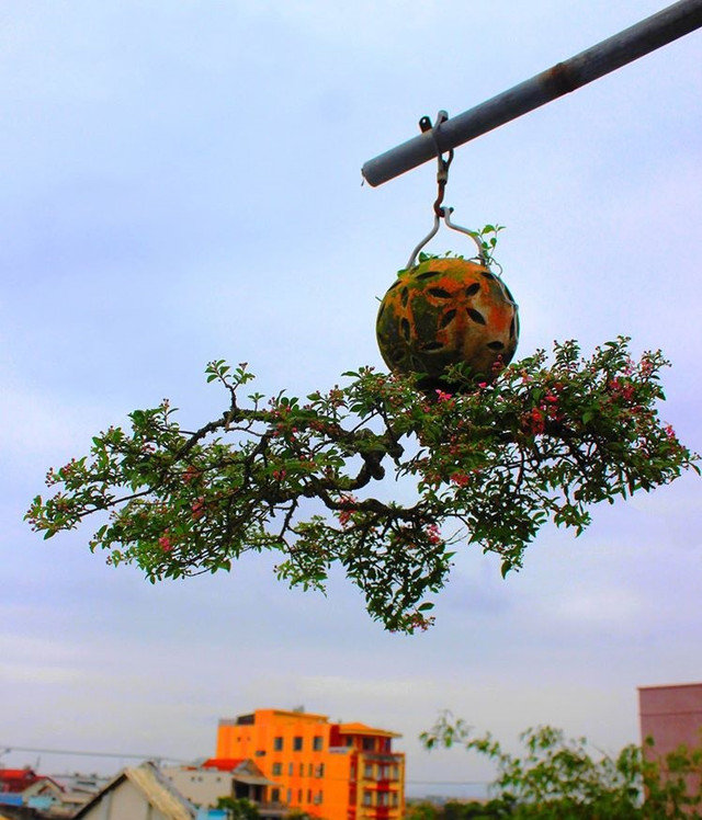Ngắm dàn bonsai mọc ngược cực độc lạ của lão gàn xứ Quảng - Hình 3 Ngam dan bonsai moc nguoc cuc doc la cua lao gan xu Quang-Hinh-3