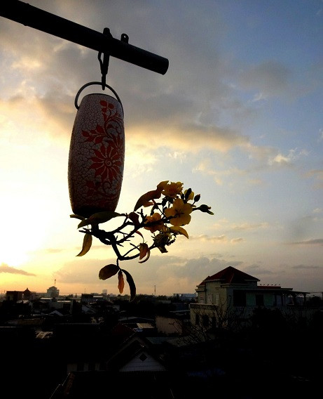 Ngắm dàn bonsai mọc ngược cực độc lạ của lão gàn xứ Quảng - Hình 9 Ngam dan bonsai moc nguoc cuc doc la cua lao gan xu Quang-Hinh-9