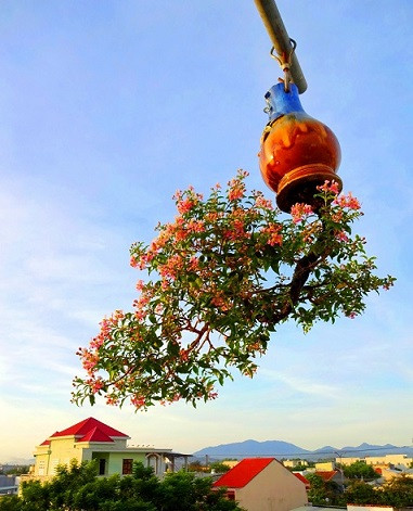 Ngắm dàn bonsai mọc ngược cực độc lạ của lão gàn xứ Quảng - Hình 4 Ngam dan bonsai moc nguoc cuc doc la cua lao gan xu Quang-Hinh-4
