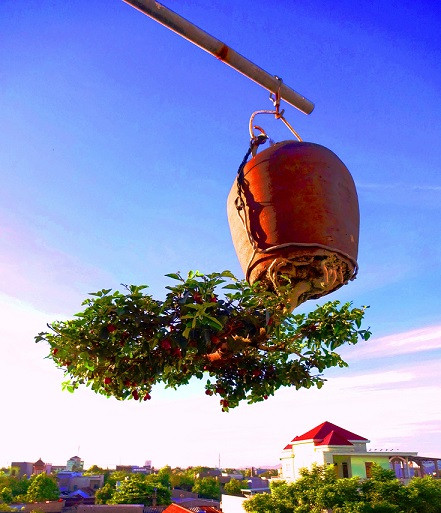 Ngắm dàn bonsai mọc ngược cực độc lạ của lão gàn xứ Quảng - Hình 11 Ngam dan bonsai moc nguoc cuc doc la cua lao gan xu Quang-Hinh-11