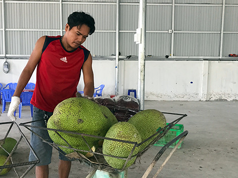 Đang rẻ rề, giá mít Thái miền Tây lại tăng vọt, dân phấn chấn Dang re re, gia mit Thai mien Tay lai tang vot, dan phan chan
