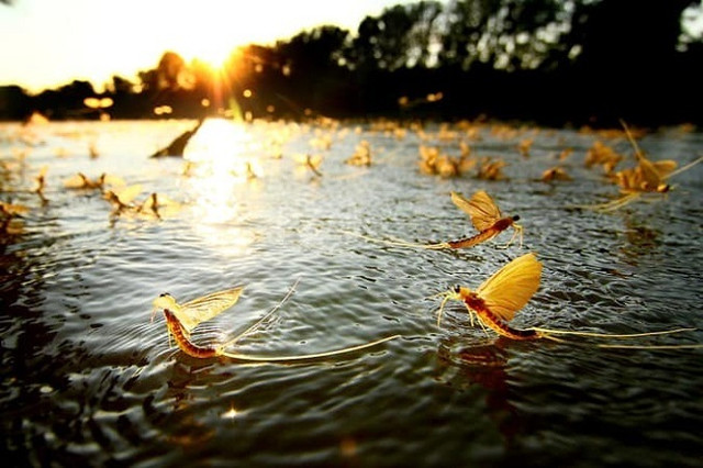 Loài côn trùng chỉ sống vài tiếng, đặc sản trứ danh trên sông Hồng Loai con trung chi song vai tieng, dac san tru danh tren song Hong