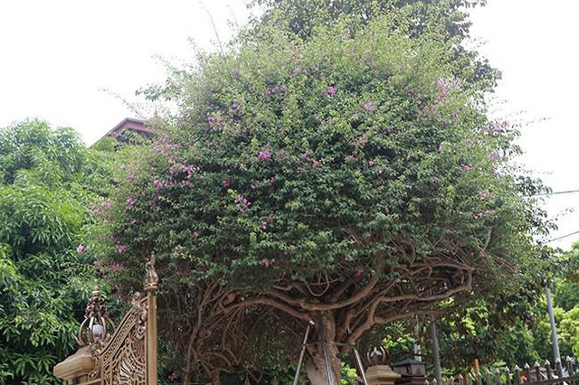 Cây hoa đầy đường nhưng đại gia phải chi gần 3 tỷ để sở hữu - Hình 2 Cay hoa day duong nhung dai gia phai chi gan 3 ty de so huu-Hinh-2
