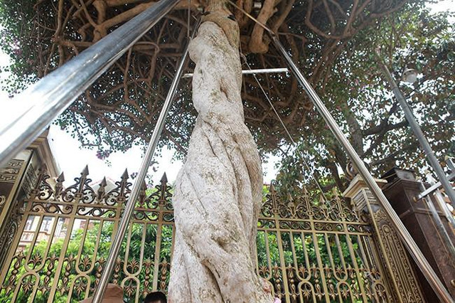 Cây hoa đầy đường nhưng đại gia phải chi gần 3 tỷ để sở hữu - Hình 3 Cay hoa day duong nhung dai gia phai chi gan 3 ty de so huu-Hinh-3