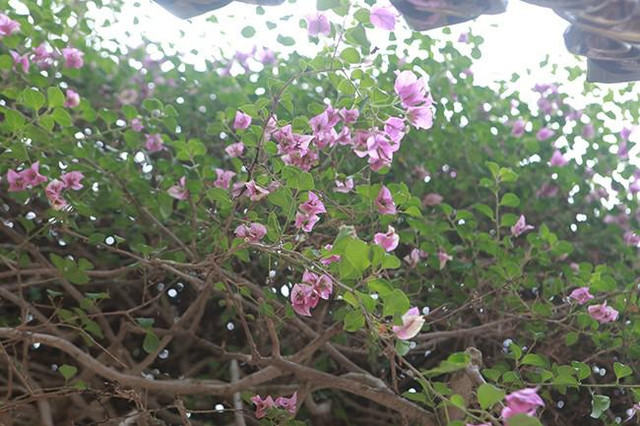 Cây hoa đầy đường nhưng đại gia phải chi gần 3 tỷ để sở hữu - Hình 6 Cay hoa day duong nhung dai gia phai chi gan 3 ty de so huu-Hinh-6