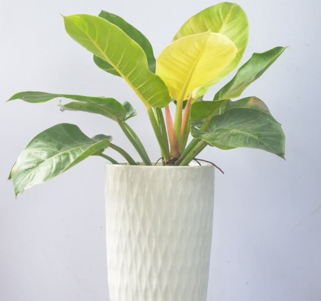 Các mẫu cây cảnh để bàn đẹp, hợp tuổi, hợp mệnh phong thủy - Hình 27 Cac mau cay canh de ban dep, hop tuoi, hop menh phong thuy-Hinh-27