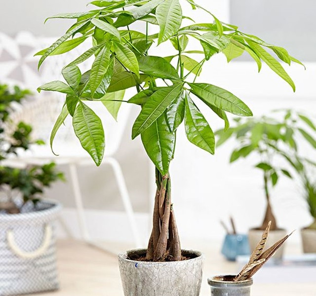 Các mẫu cây cảnh để bàn đẹp, hợp tuổi, hợp mệnh phong thủy - Hình 13 Cac mau cay canh de ban dep, hop tuoi, hop menh phong thuy-Hinh-13