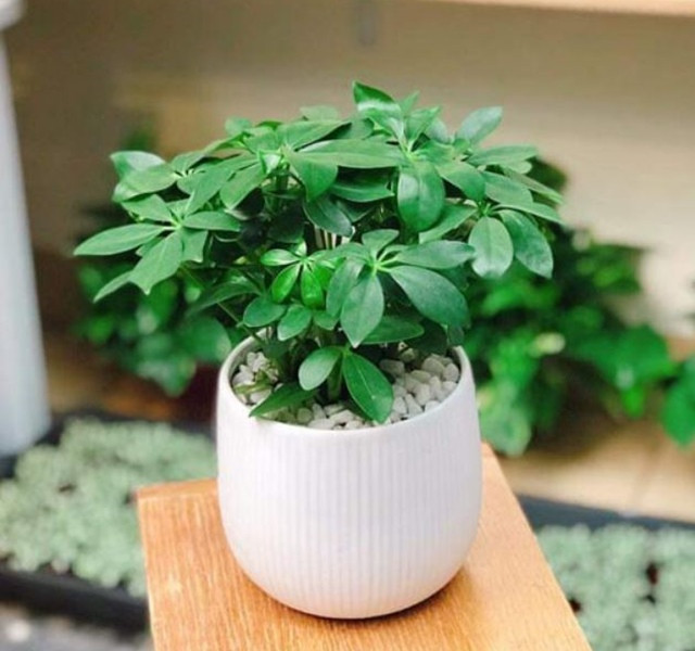 Các mẫu cây cảnh để bàn đẹp, hợp tuổi, hợp mệnh phong thủy - Hình 18 Cac mau cay canh de ban dep, hop tuoi, hop menh phong thuy-Hinh-18
