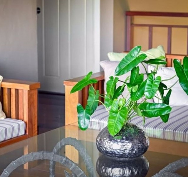 Các mẫu cây cảnh để bàn đẹp, hợp tuổi, hợp mệnh phong thủy - Hình 11 Cac mau cay canh de ban dep, hop tuoi, hop menh phong thuy-Hinh-11