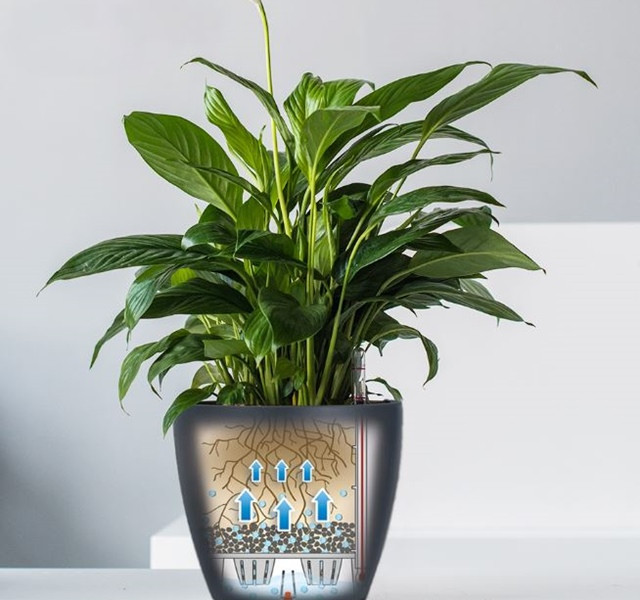 Các mẫu cây cảnh để bàn đẹp, hợp tuổi, hợp mệnh phong thủy - Hình 10 Cac mau cay canh de ban dep, hop tuoi, hop menh phong thuy-Hinh-10