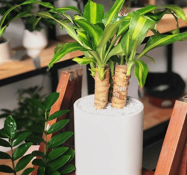 Các mẫu cây cảnh để bàn đẹp, hợp tuổi, hợp mệnh phong thủy - Hình 26 Cac mau cay canh de ban dep, hop tuoi, hop menh phong thuy-Hinh-26