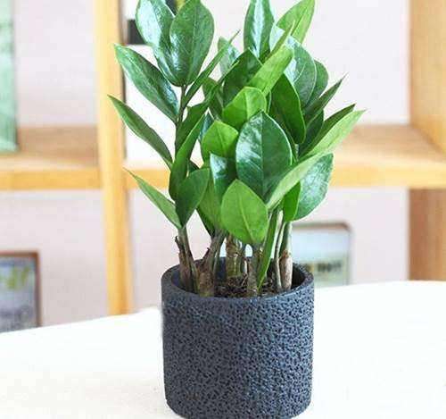 Các mẫu cây cảnh để bàn đẹp, hợp tuổi, hợp mệnh phong thủy Cac mau cay canh de ban dep, hop tuoi, hop menh phong thuy