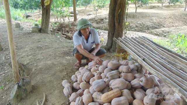 Tổ yến giảm giá chục triệu, sầu riêng ngon rẻ chưa từng có - Hình 4 To yen giam gia chuc trieu, sau rieng ngon re chua tung co-Hinh-4
