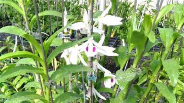 Dính cú lừa phi điệp đột biến 2,6 tỷ đồng tuổi xế chiều - Hình 2 Dinh cu lua phi diep dot bien 2,6 ty dong tuoi xe chieu-Hinh-2